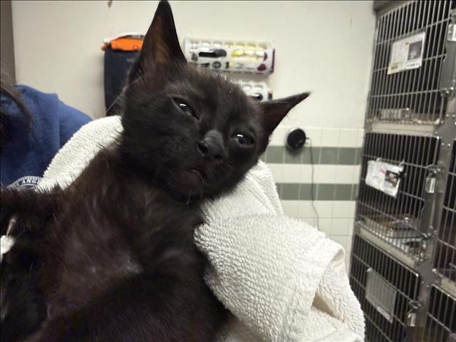 Adoptable Cat