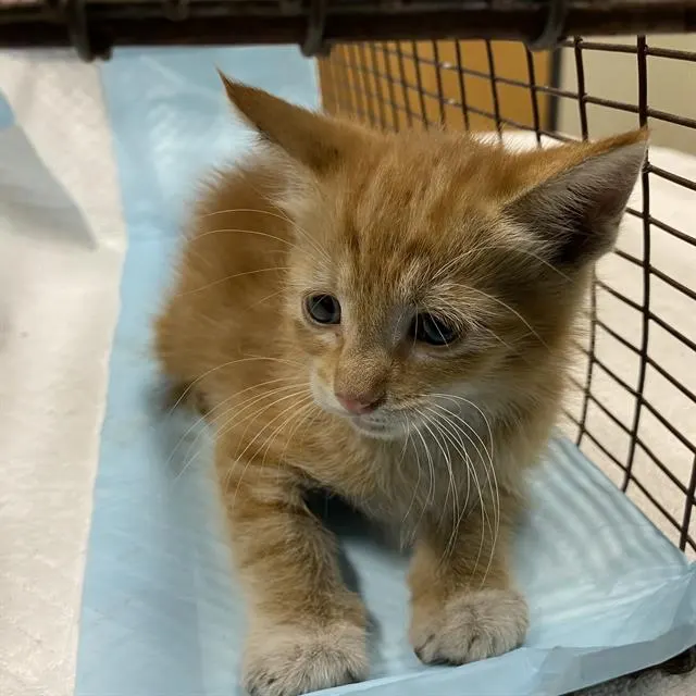 Adoptable Cat