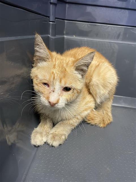 Adoptable Cat