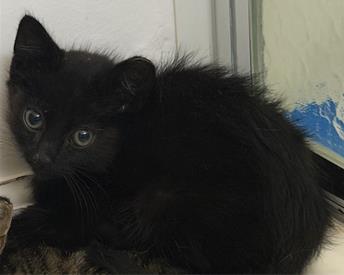Binx
