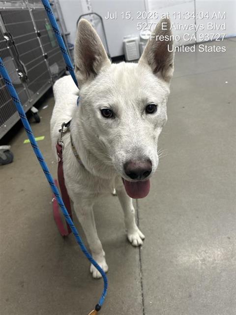 Adoptable Dog