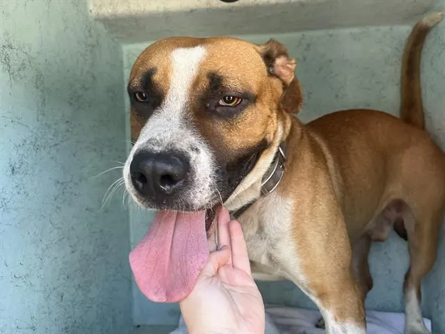 Adoptable Dog
