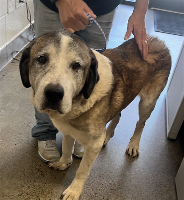 Adoptable Dog