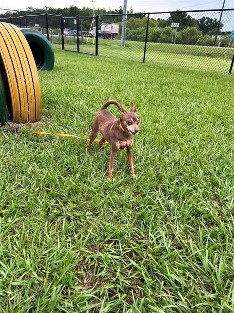 Adoptable Dog
