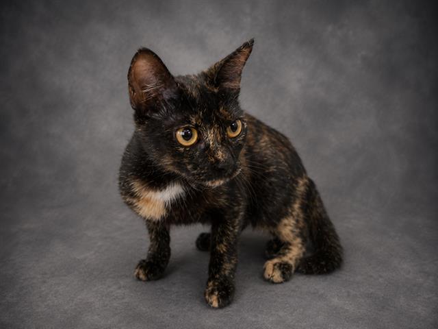 Coco
