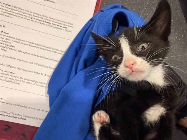 Adoptable Cat