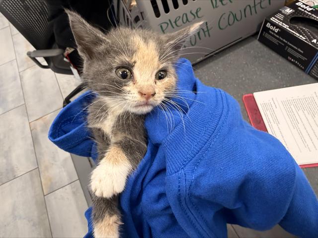 Adoptable Cat