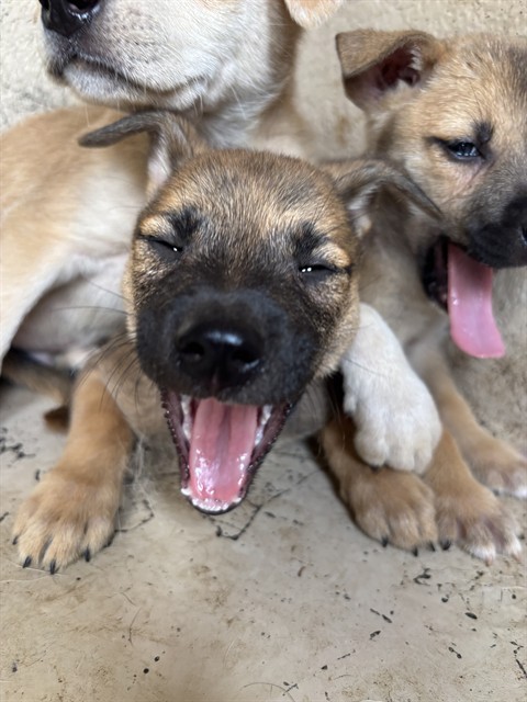 Adoptable Dog
