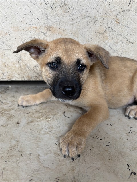 Adoptable Dog
