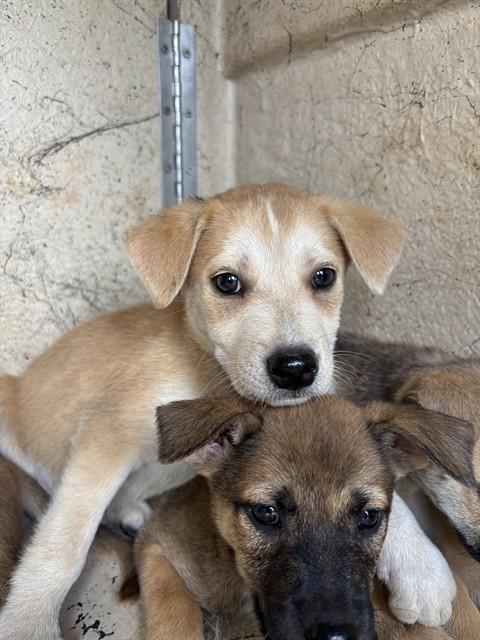 Adoptable Dog