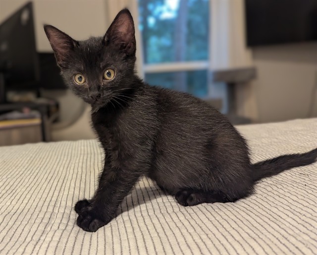 Bella