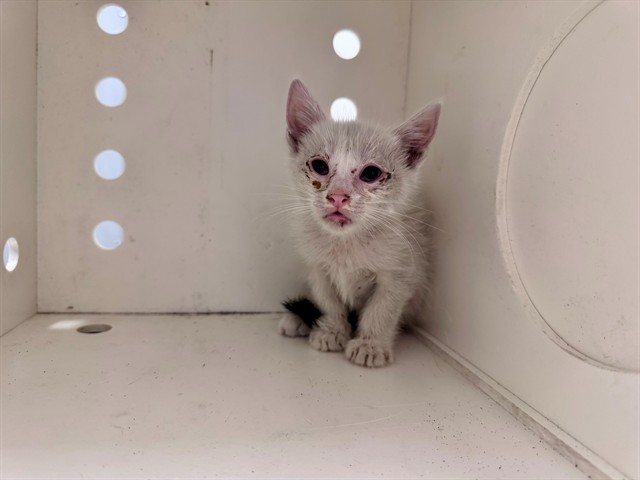 Sam - In Foster