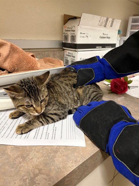 Adoptable Cat