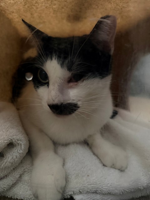 Adoptable Cat