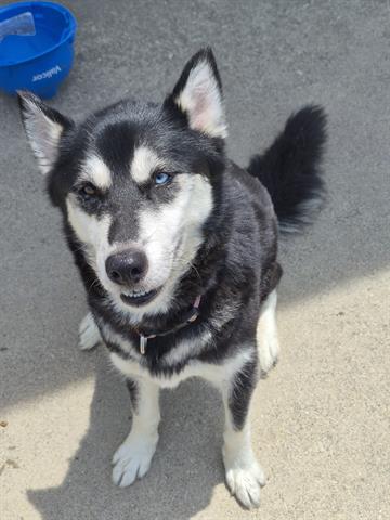 Mya