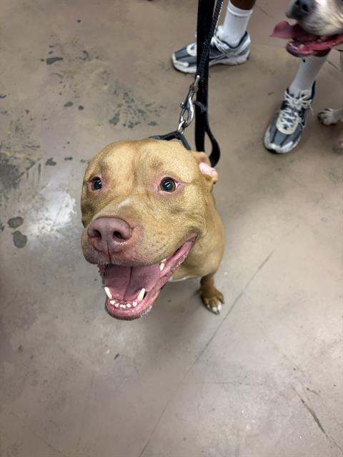 Canelo