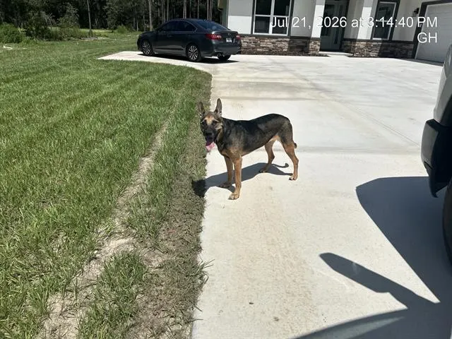 Adoptable Dog