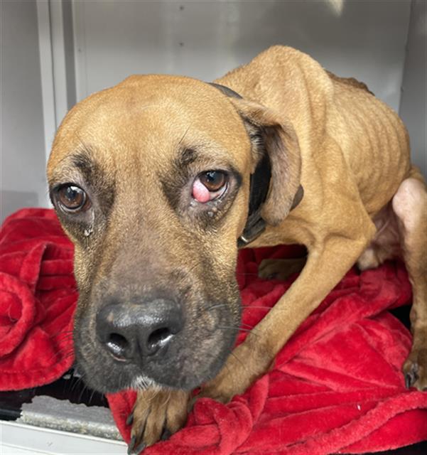 Adoptable Dog