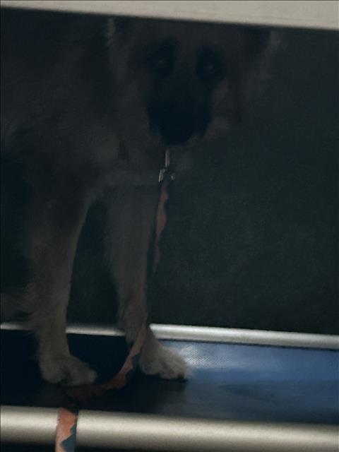 Phoebe