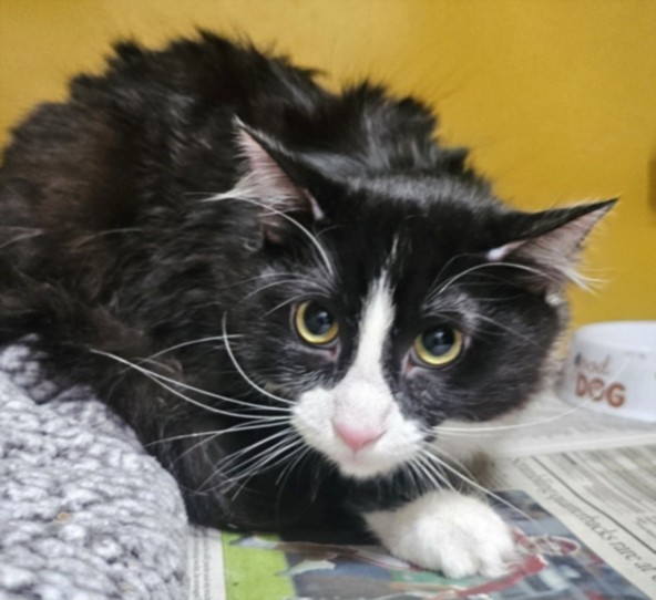 Figaro