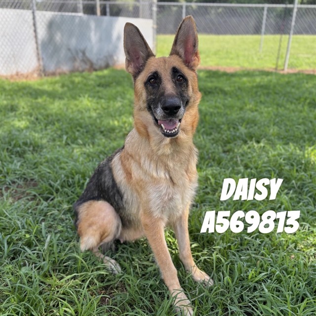 Daisy