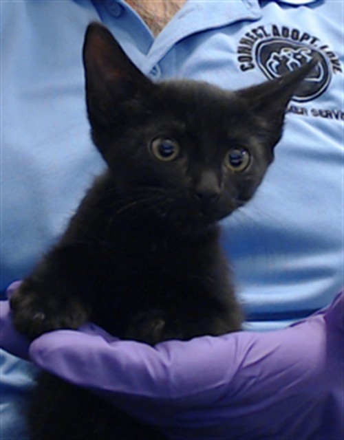 Onyx