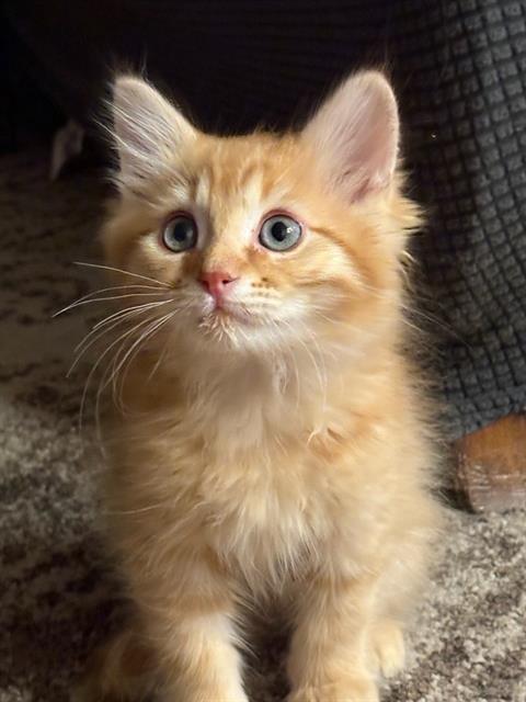 Adoptable Cat