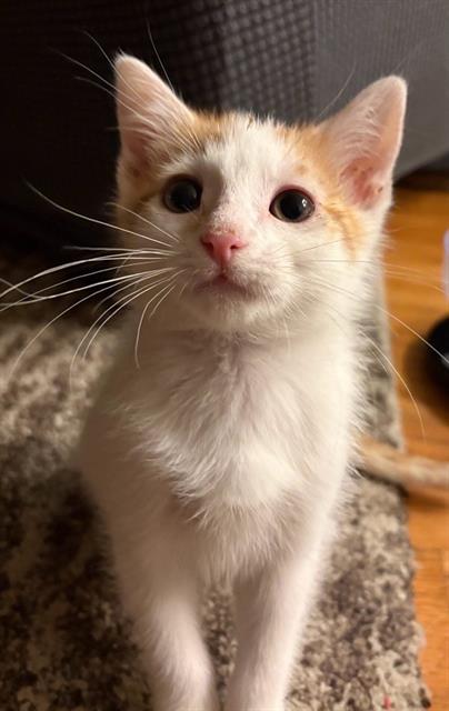 Adoptable Cat