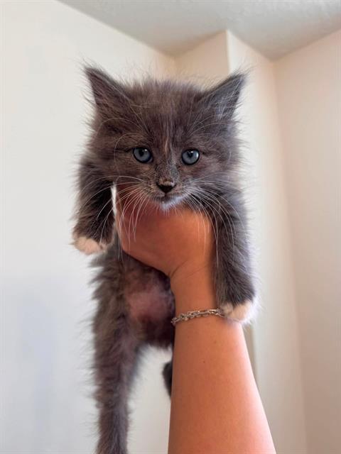 Nova