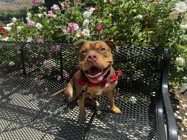 Ruger