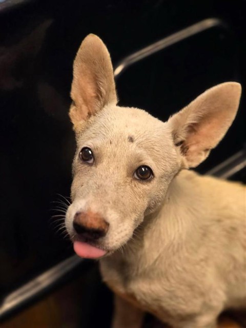 Puppy 1