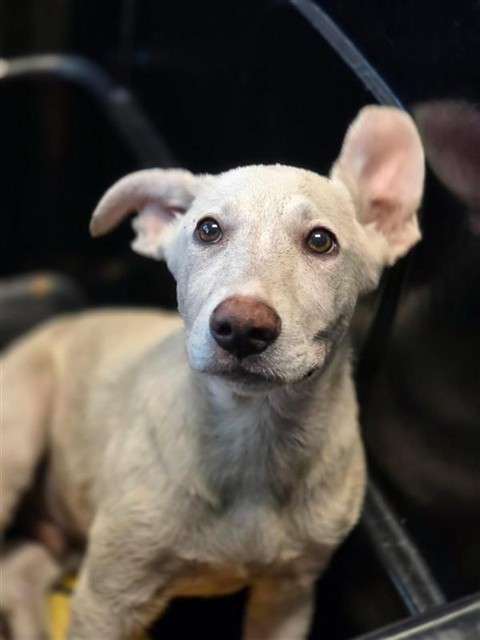 Puppy 4