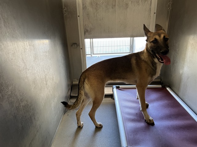 Zena
