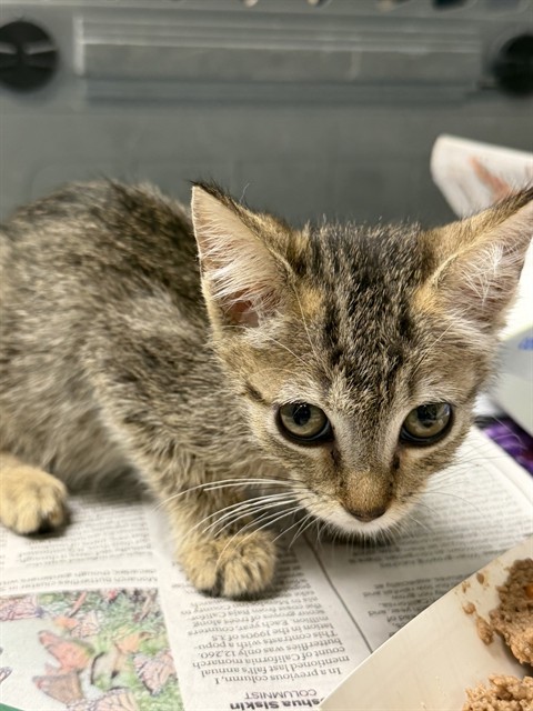 Adoptable Cat