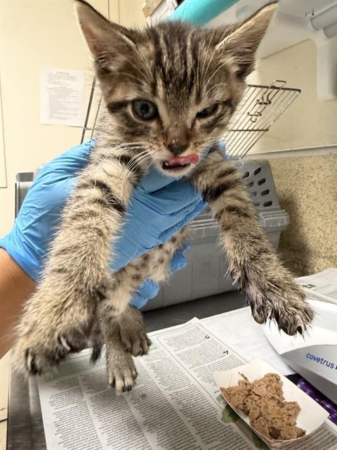 Adoptable Cat