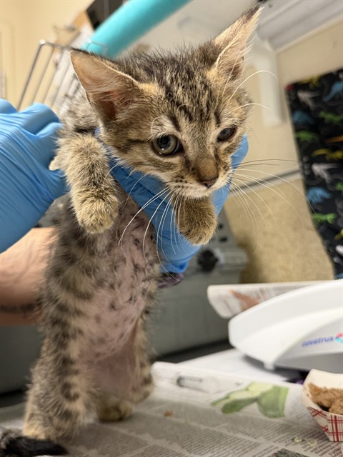 Adoptable Cat