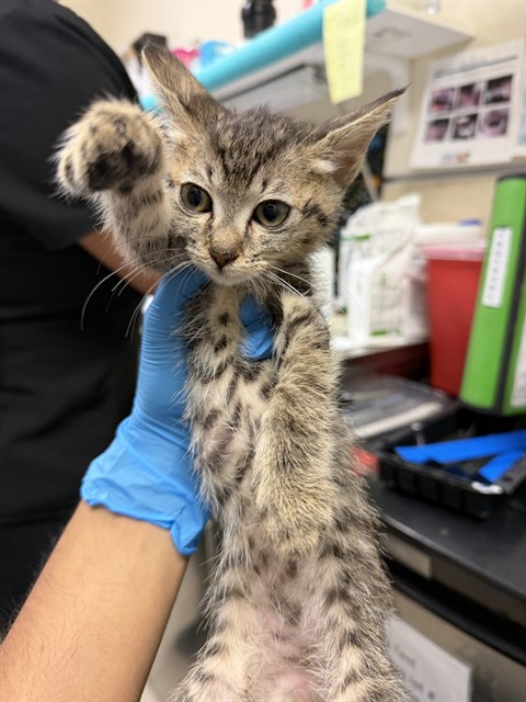 Adoptable Cat