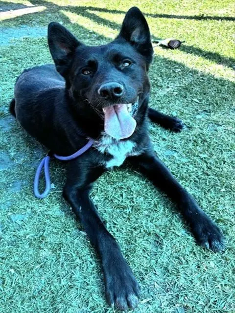 Zorro