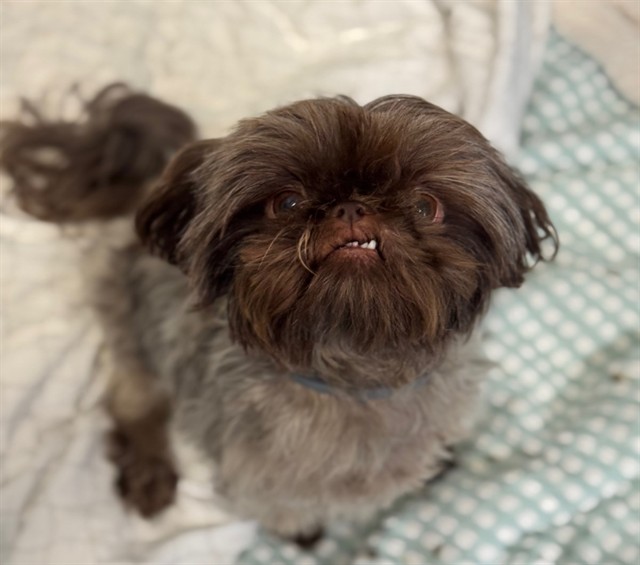 Adoptable Dog