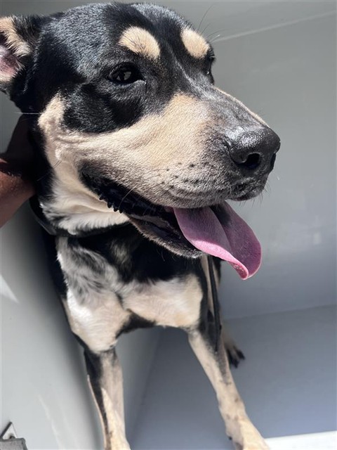 Adoptable Dog
