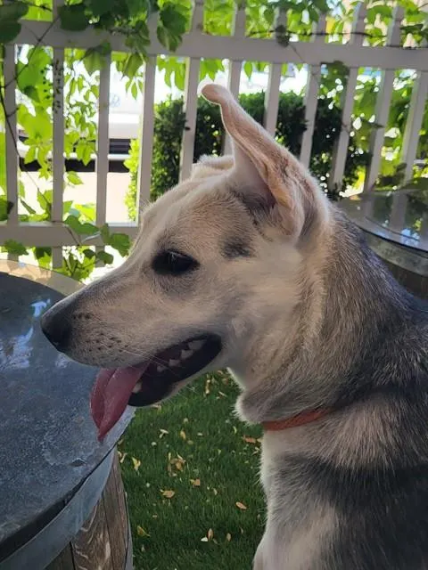 Nova