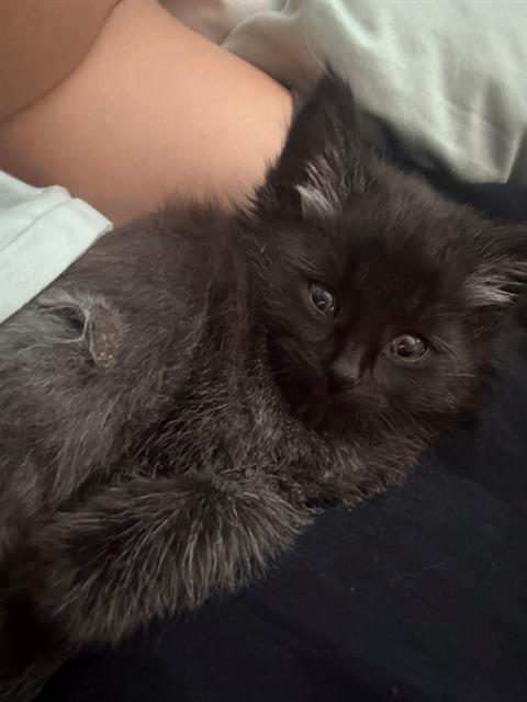 Fluffy Bear