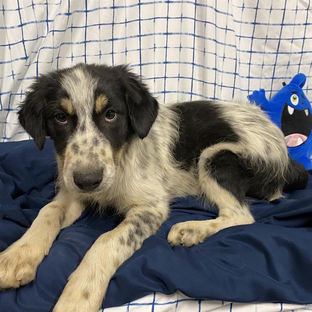 Adoptable Dog