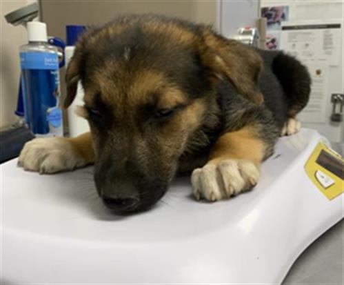 Adoptable Dog