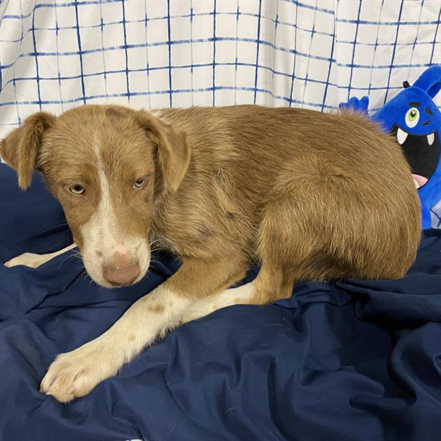 Adoptable Dog