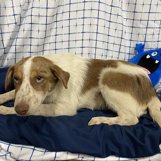 Adoptable Dog