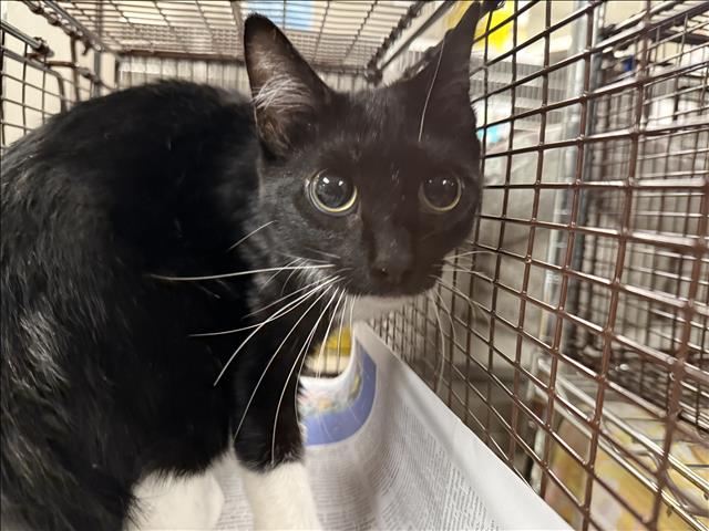 Adoptable Cat