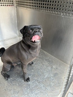 Ms Puggy