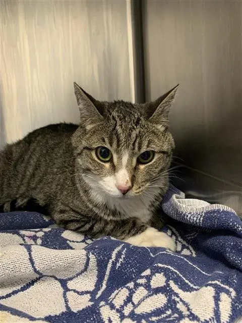 Adoptable Cat