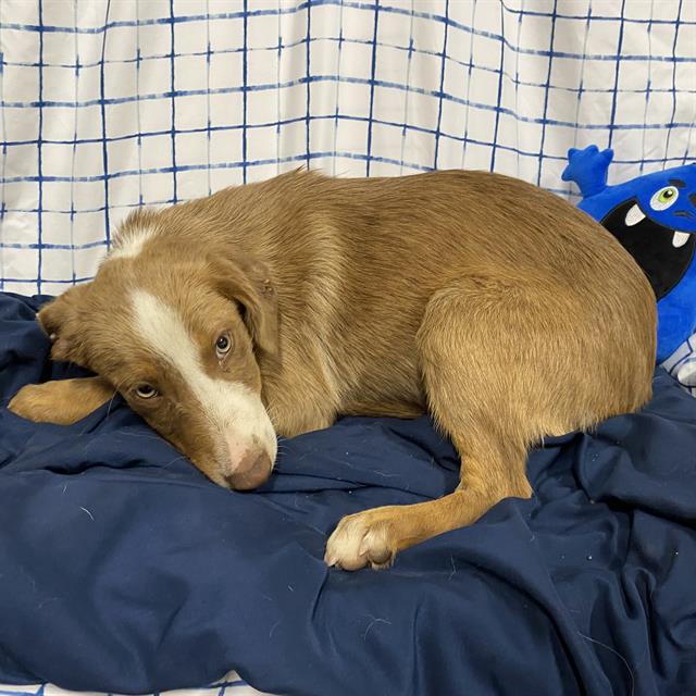 Adoptable Dog